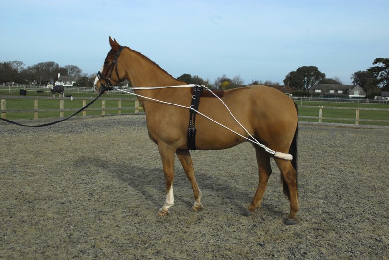 Rhinegold Training System with Roller - Top Of The Clops