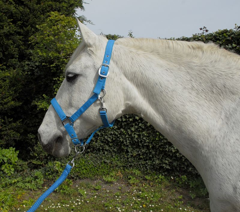 Rhinegold Carnival Headcollar and Leadrope Set - Top Of The Clops
