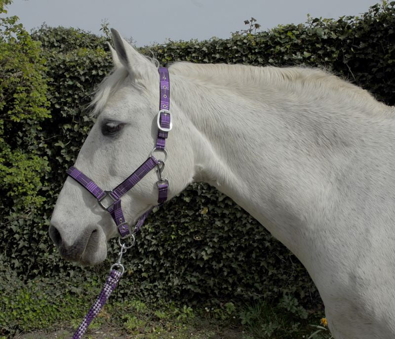Rhinegold Carnival Headcollar and Leadrope Set - Top Of The Clops