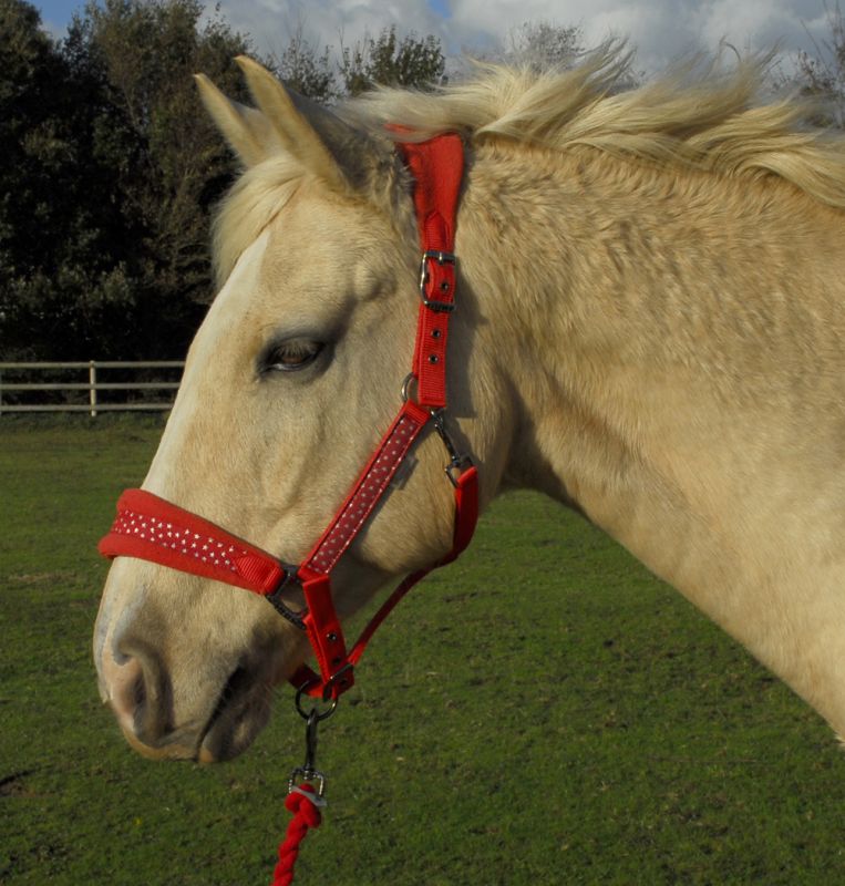 Rhinegold Star Spangled Headcollar & Rope Set - Top Of The Clops