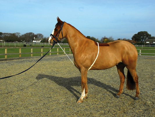 Rhinegold Soft Lunge Aid - Top Of The Clops