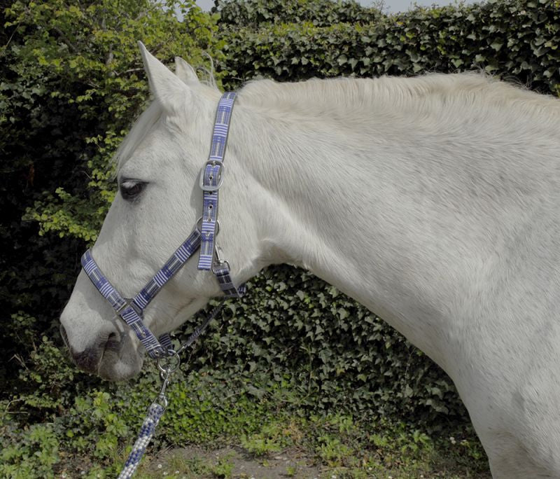 Rhinegold Carnival Headcollar and Leadrope Set - Top Of The Clops