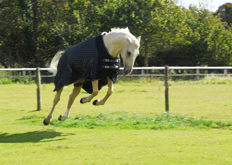Rhinegold Montpelier Standard Neck 100g Turnout - Top Of The Clops