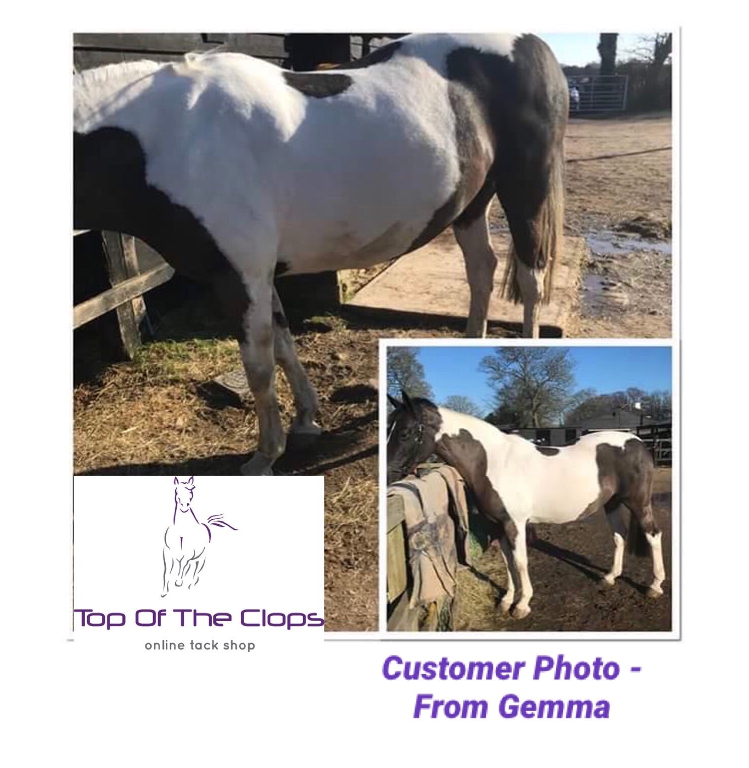 Haas Schimmel Brush for White Horses - Top Of The Clops