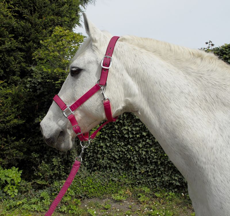 Rhinegold Carnival Headcollar and Leadrope Set - Top Of The Clops