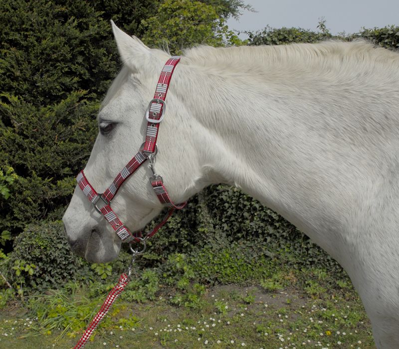 Rhinegold Carnival Headcollar and Leadrope Set - Top Of The Clops
