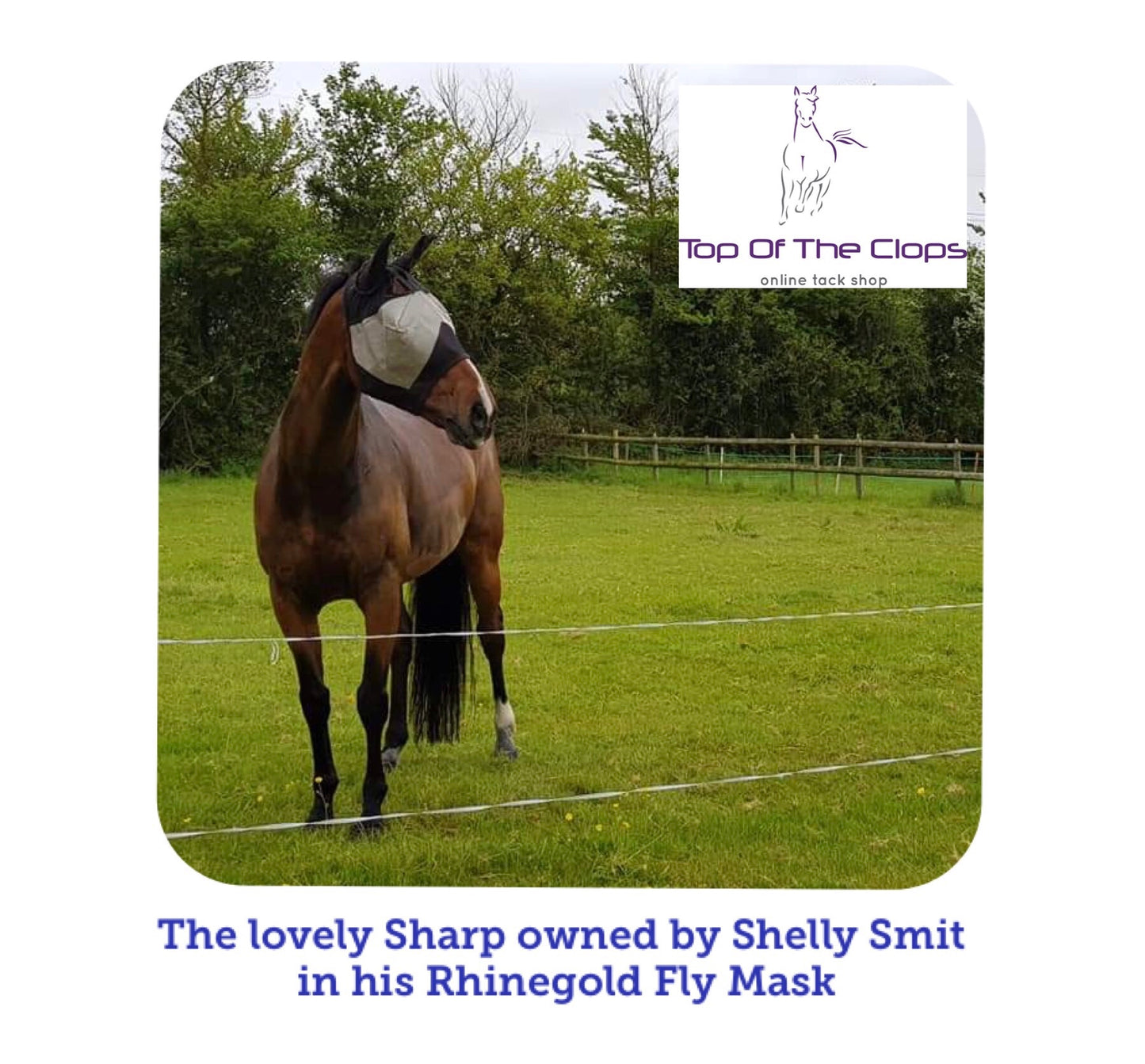 Rhinegold Fly Mask With Ears - Top Of The Clops
