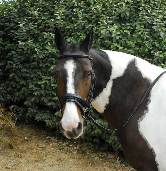 Windsor Leather Comfort Flash Bridle - Top Of The Clops
