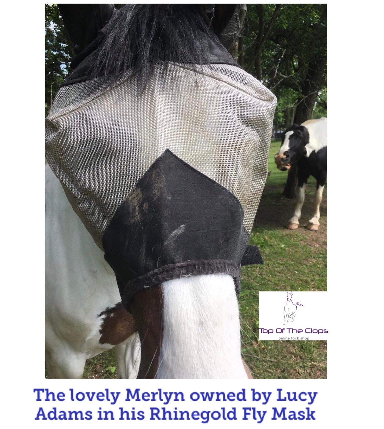 Rhinegold Fly Mask With Ears - Top Of The Clops