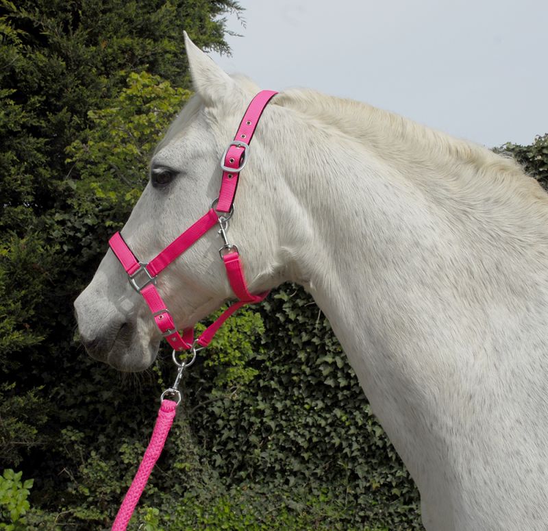 Rhinegold Carnival Headcollar and Leadrope Set - Top Of The Clops