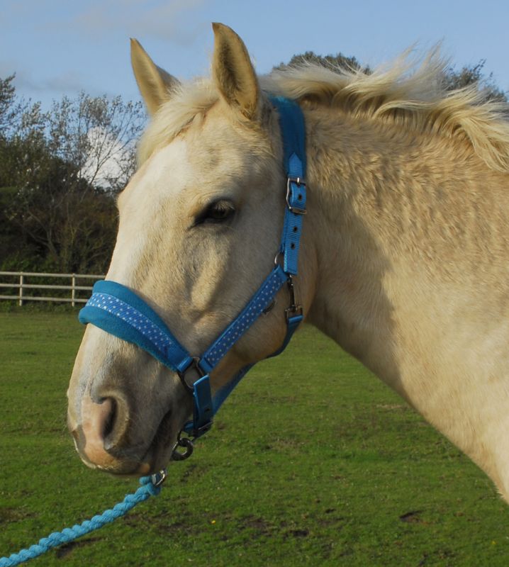 Rhinegold Star Spangled Headcollar & Rope Set - Top Of The Clops