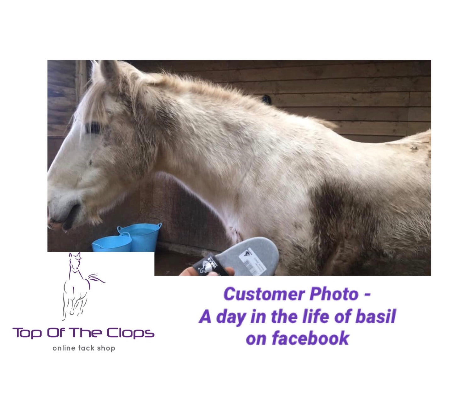 Haas Schimmel Brush for White Horses - Top Of The Clops