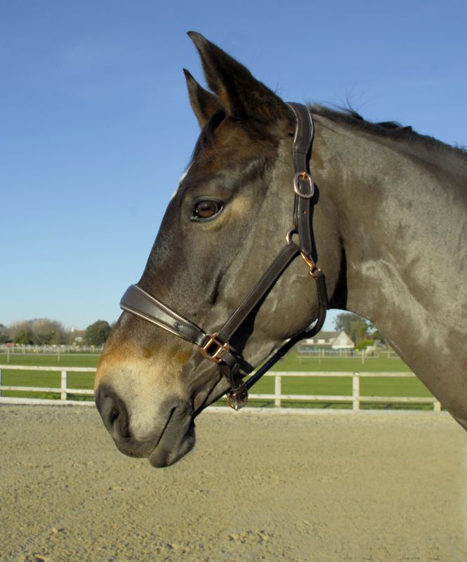 Rhinegold Rocco Italia Turin Leather Headcollar - Top Of The Clops