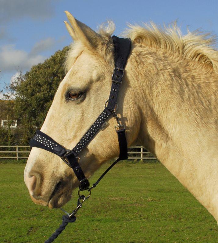 Rhinegold Star Spangled Headcollar & Rope Set - Top Of The Clops