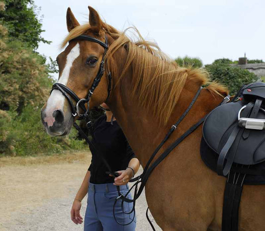 Windsor Leather Flash Bridle - Top Of The Clops
