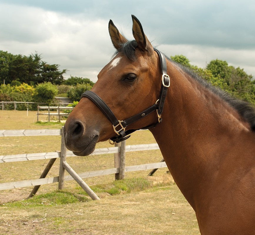 Heritage English Leather Padded Headcollar - Top Of The Clops