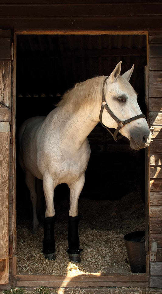 Rhinegold Stable Medicine Boots - Top Of The Clops