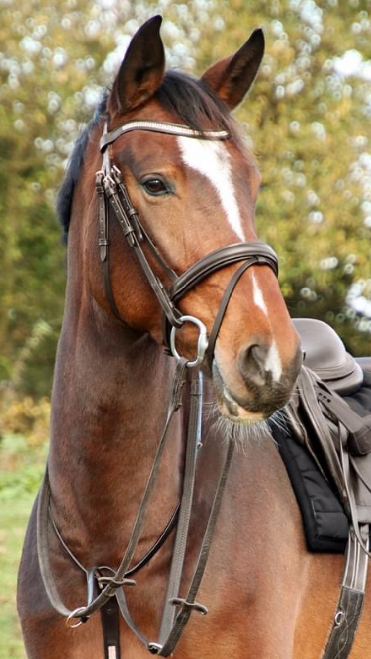Hy Equestrian Rosciano Rose Gold Bridle - Top Of The Clops