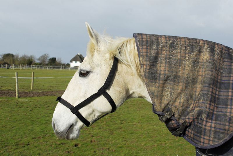 Rhinegold Field Safe Metal Free Headcollar - Top Of The Clops