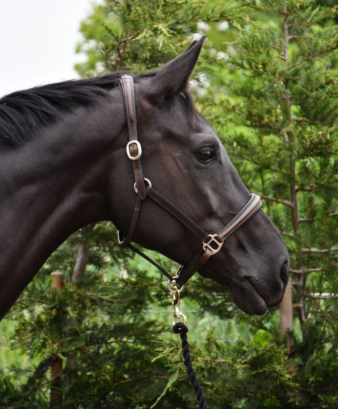 Rhinegold Rocco Italia Verona Leather Headcollar - Top Of The Clops