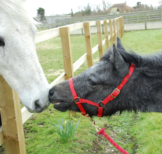 Rhinegold Foal Headcollar - Top Of The Clops