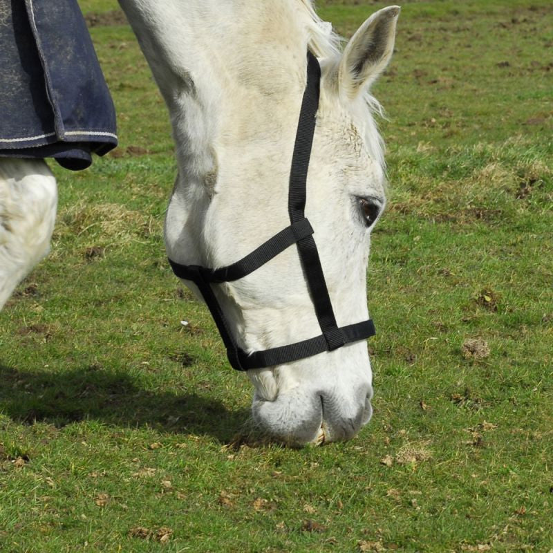 Rhinegold Field Safe Metal Free Headcollar - Top Of The Clops