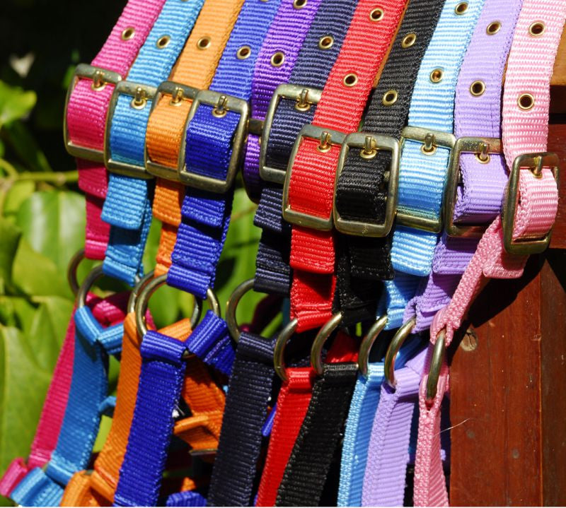 Rhinegold Foal Headcollar - Top Of The Clops
