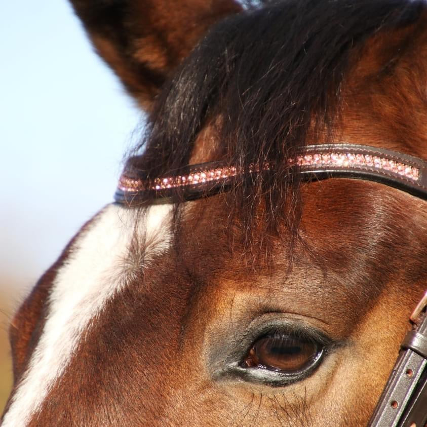 Hy Equestrian Rosciano Rose Gold Bridle - Top Of The Clops