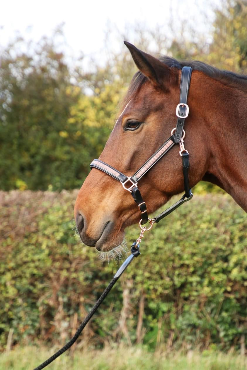Hy Equestrian Rosciano Rose Gold HeadCollar - Top Of The Clops