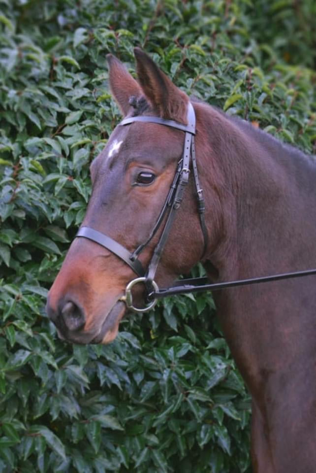 Hy Hunter Bridle - Top Of The Clops