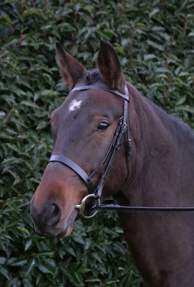 Hy Hunter Bridle - Top Of The Clops