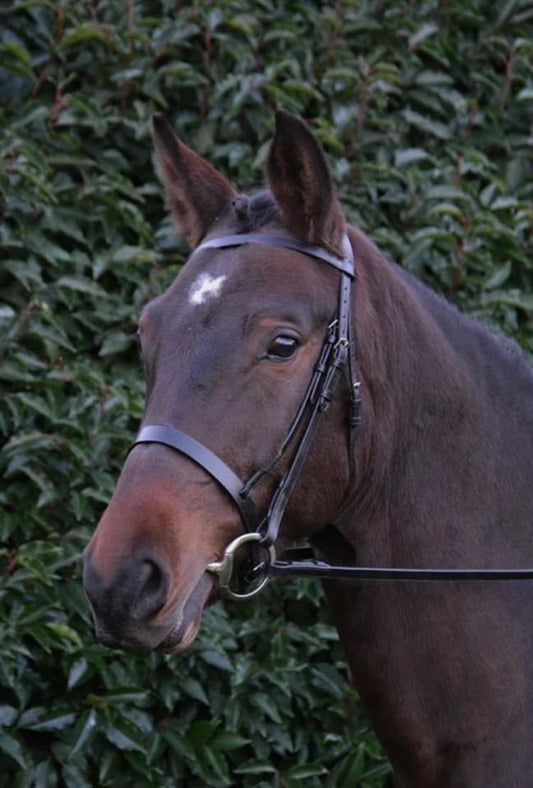 Hy Hunter Bridle - Top Of The Clops
